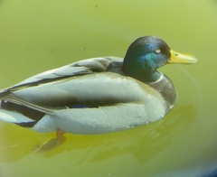 Anas platyrhynchos
