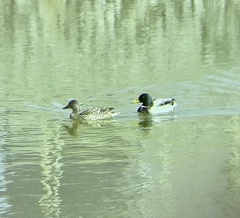 Anas platyrhynchos