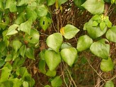 Pericampylus glaucus