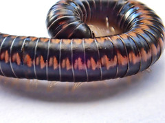 Spirobolellus antipodarus