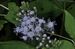 Chromolaena hookeriana