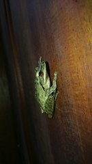 Polypedates leucomystax