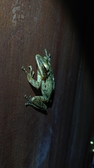 Polypedates leucomystax