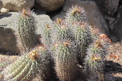 Copiapoa marginata