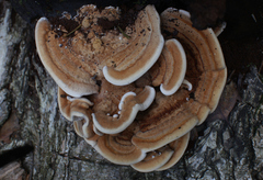 Metuloidea murashkinskyi