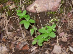 Galium scabrum