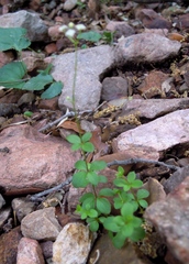 Galium rotundifolium