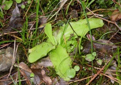 Pinguicula corsica