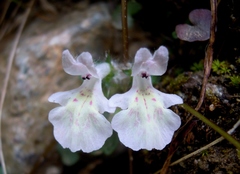 Stachys corsica