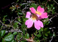 Rosa serafinii