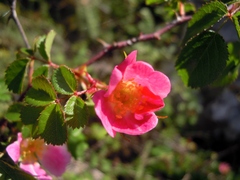 Rosa serafinii