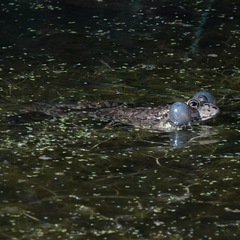Pelophylax ridibundus