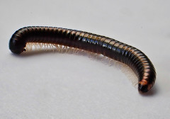 Spirobolellus antipodarus