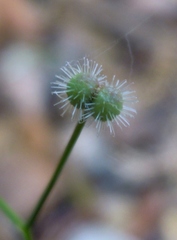 Galium rotundifolium