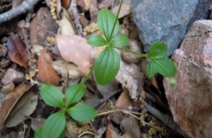 Galium rotundifolium