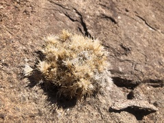 Dasyochloa