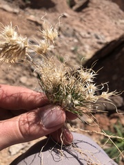 Dasyochloa