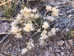 Dasyochloa