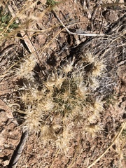 Dasyochloa