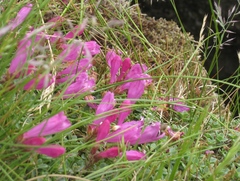 Penstemon rupicola