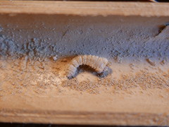 Chlorophorus annularis