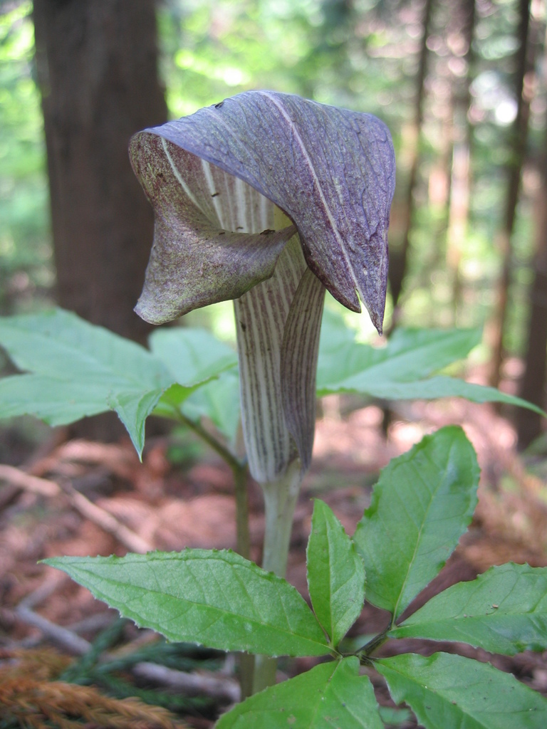 Arisaema limbatum
