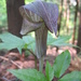 Arisaema limbatum - Photo (c) Σ64, some rights reserved (CC BY)