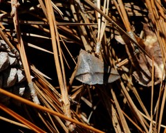 Argyrostrotis flavistriaria