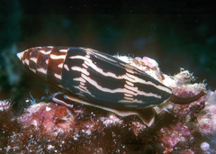 Conus cylindraceus