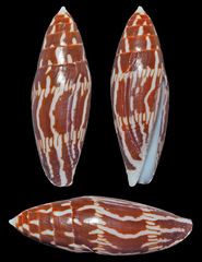 Conus cylindraceus