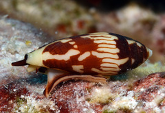 Conus cylindraceus