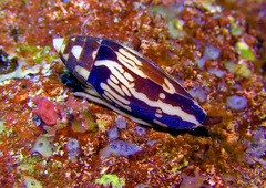 Conus cylindraceus