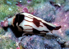 Conus cylindraceus