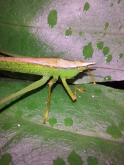 Melanophoxus brunneri