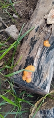 Trametes sanguinea
