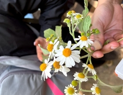 Podachaenium eminens