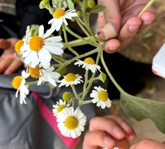 Podachaenium eminens