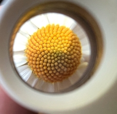 Podachaenium eminens