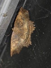 Polyacme subpulchra