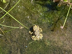 Rhinella atacamensis