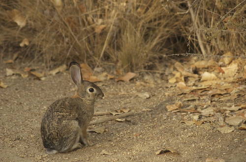 iNaturalist observation photo of Desert Cottontail