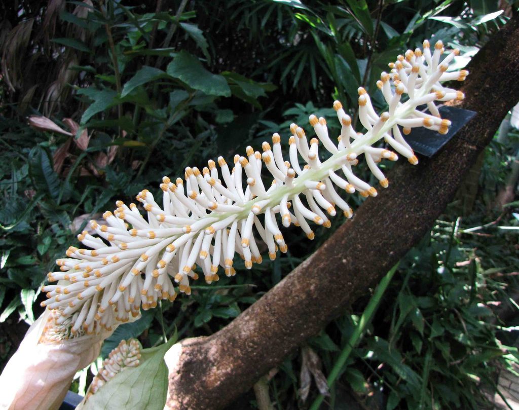 Taccarum