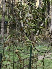 Smilax laurifolia