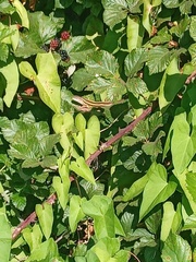 Liolaemus gravenhorstii