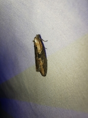 Doloploca punctulana