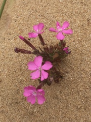 Silene littorea