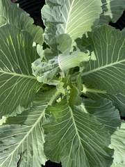 Brassica oleracea viridis