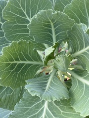 Brassica oleracea viridis