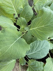 Brassica oleracea viridis