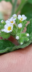 Heliotropium nicotianifolium